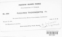 Puccinia troximontis image